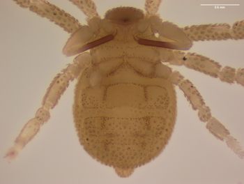 Media type: image; Invertebrate Zoology 151338   Description: preserved specimen;